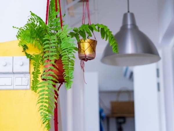  Hanging Plants