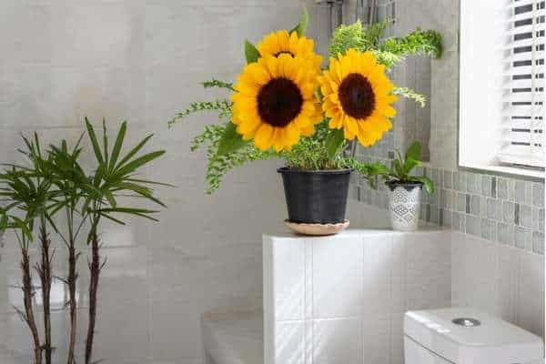 Sunflower Wall Decor for Sunflower Bathroom Ideas