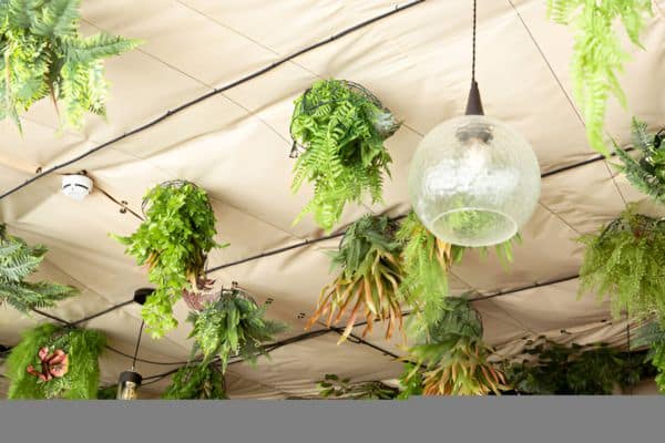 Choosing the Right Grow Light for Your Indoor Garden