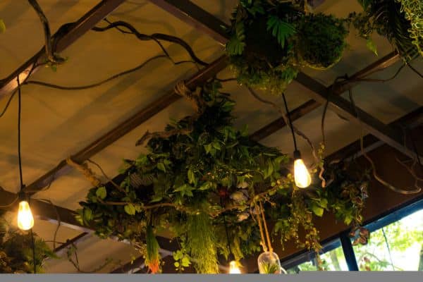 Hang the Light and Adjust for Optimal Distance from Plants