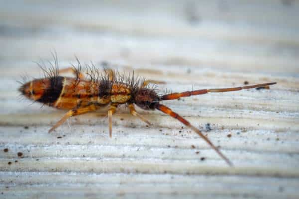 Why Do You Have Springtails in Your Bathroom?
